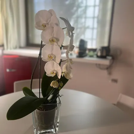 L'ulivo Incantato 4*