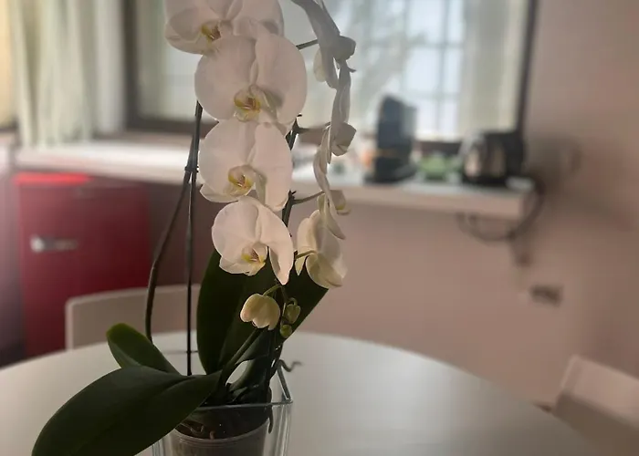 L'ulivo Incantato 4*